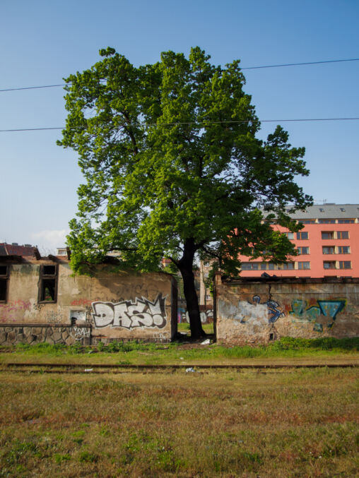 Fa a városban