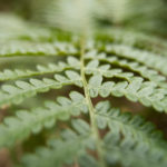 Bracken close up