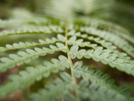 Bracken close up Bracken close up