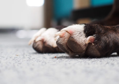 Dog legs and claws Dog legs and claws