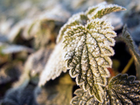 Hoarfrost on a leaf Hoarfrost on a leaf