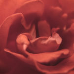 Red Rose Blossom Detail Red Rose Blossom Detail