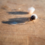 Spider and Cocoons Spider and Cocoons