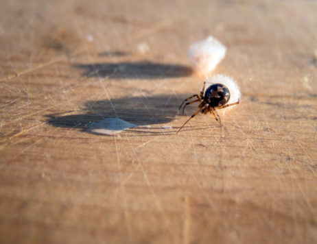 Spider and Cocoons Spider and Cocoons