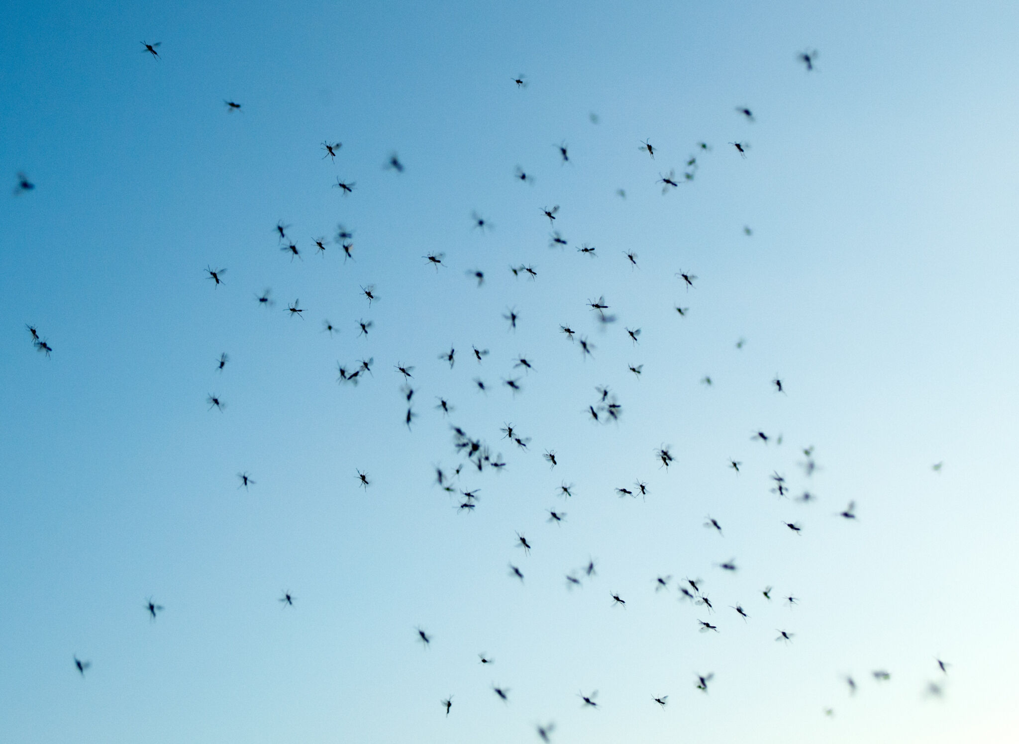 Swarm of gnats mosquitoes Copyrightfree photo (by M. Vorel
