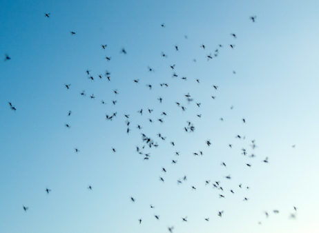 Swarm of gnats – mosquitoes Swarm of gnats – mosquitoes