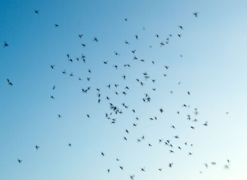 Swarm of gnats – mosquitoes