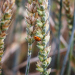 Ladybird on a Wheat Spike