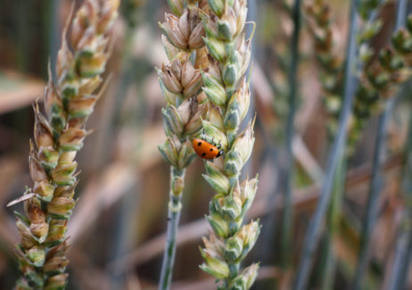Ladybird on a Wheat Spike Ladybird on a Wheat Spike