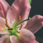 Lilium Blossom Lilium Blossom