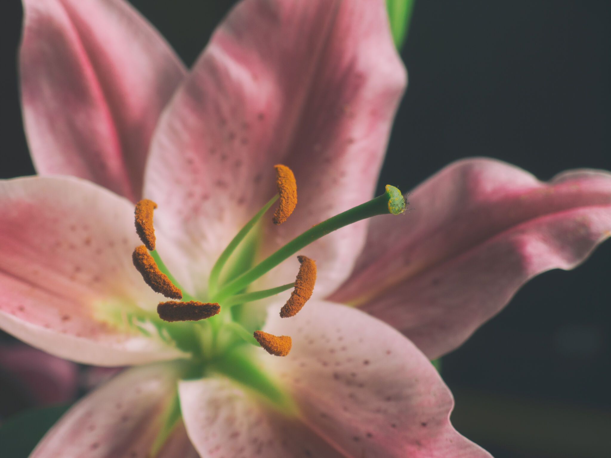 The Ultimate Lily Blossom Home Fragrance: Duzzit
