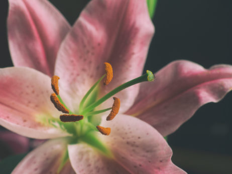 Lilium Blossom Lilium Blossom