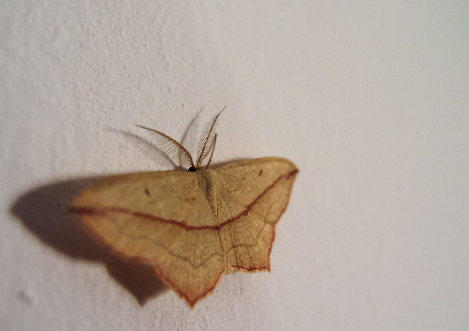 Moth Fly Eggs On Wall