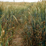 Way In The Field Way In The Field