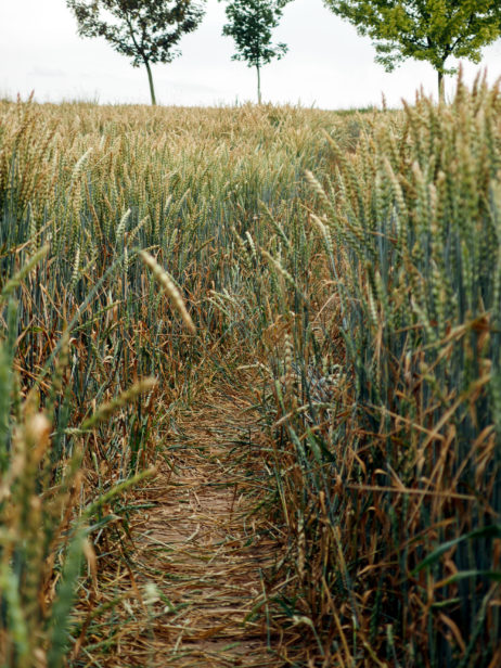 Way In The Field Way In The Field