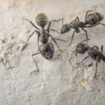 Black ants macro photography
