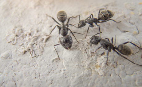 Black ants macro photography Black ants macro photography