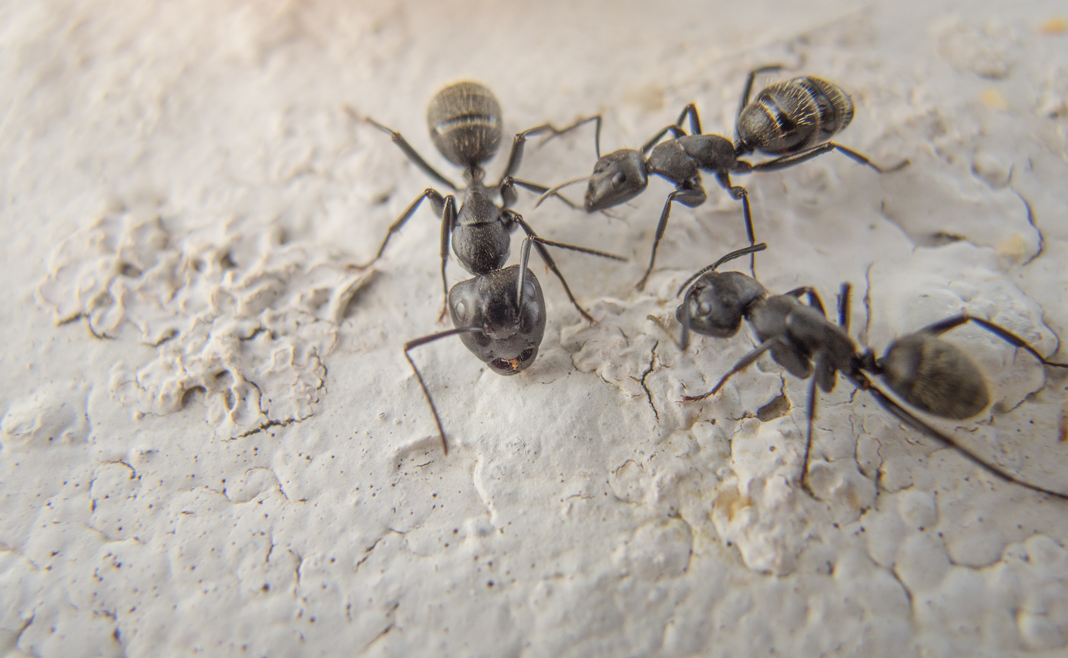 Black ants macro photography | Free Stock Photo | LibreShot