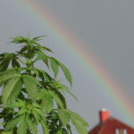 Marijuana And Rainbow