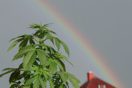 Marijuana And Rainbow Marijuana And Rainbow