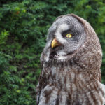 Owl Portrait Owl Portrait