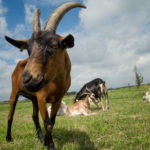 Brown Goat Brown Goat