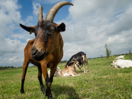 Brown Goat Brown Goat