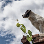 Dog Standing On The Roof