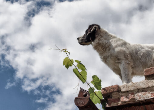 Chien, debout, toit