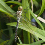 Dragonfly On Reed - Close-Up Dragonfly On Reed - Close-Up