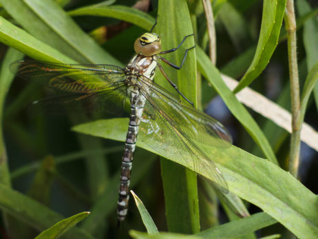 Dragonfly On Reed – Close-Up Dragonfly On Reed – Close-Up