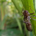 Moulted Nymph Of The Dragonfly