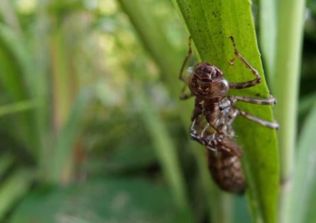 Moulted Nymph Of The Dragonfly Moulted Nymph Of The Dragonfly