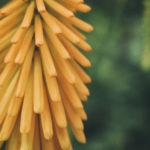 Yellow Flower Background