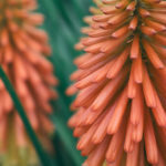 Aloe Vera Blossom Aloe Vera Flower