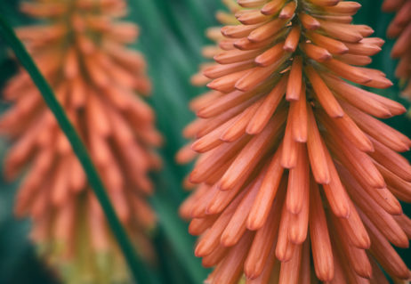 Aloe Vera Blossom Aloe Vera Blossom