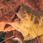 Fall Leaves