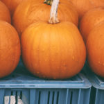 Pumpkins Stand Pumpkins