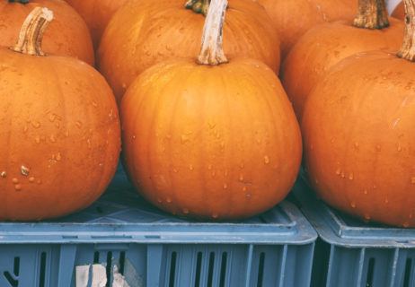 Pumpkins Stand Pumpkins Stand