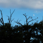 Silhouettes Of Cormorants Nesting In The Trees Silhouettes Of Cormorants Nesting In The Trees