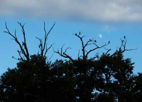 Silhouettes Of Cormorants Nesting In The Trees Silhouettes Of Cormorants Nesting In The Trees