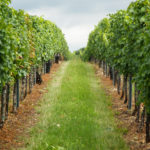 Vineyard South Moravia Vineyard South Moravia