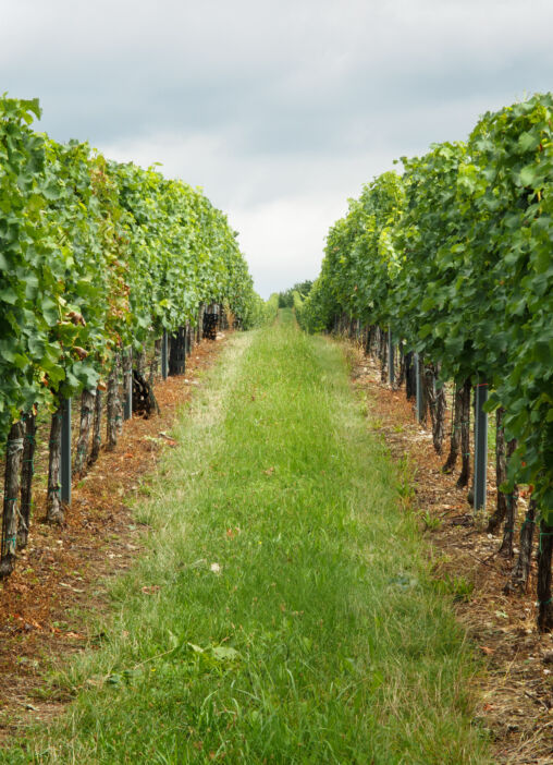 Kebon anggur Moravia Kidul
