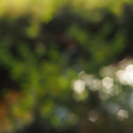 Photography Bokeh