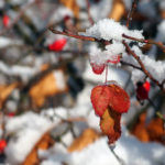 Rrose Hips Sprinkled With Snow