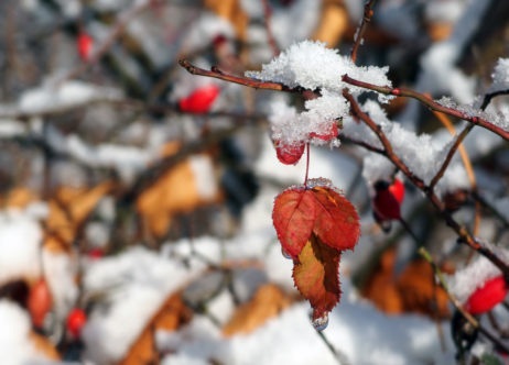 Rose Hips Sprinkled With Snow Rose Hips Sprinkled With Snow