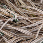 Frozen Grass Frozen Grass