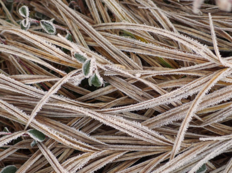Frozen Grass Frozen Grass