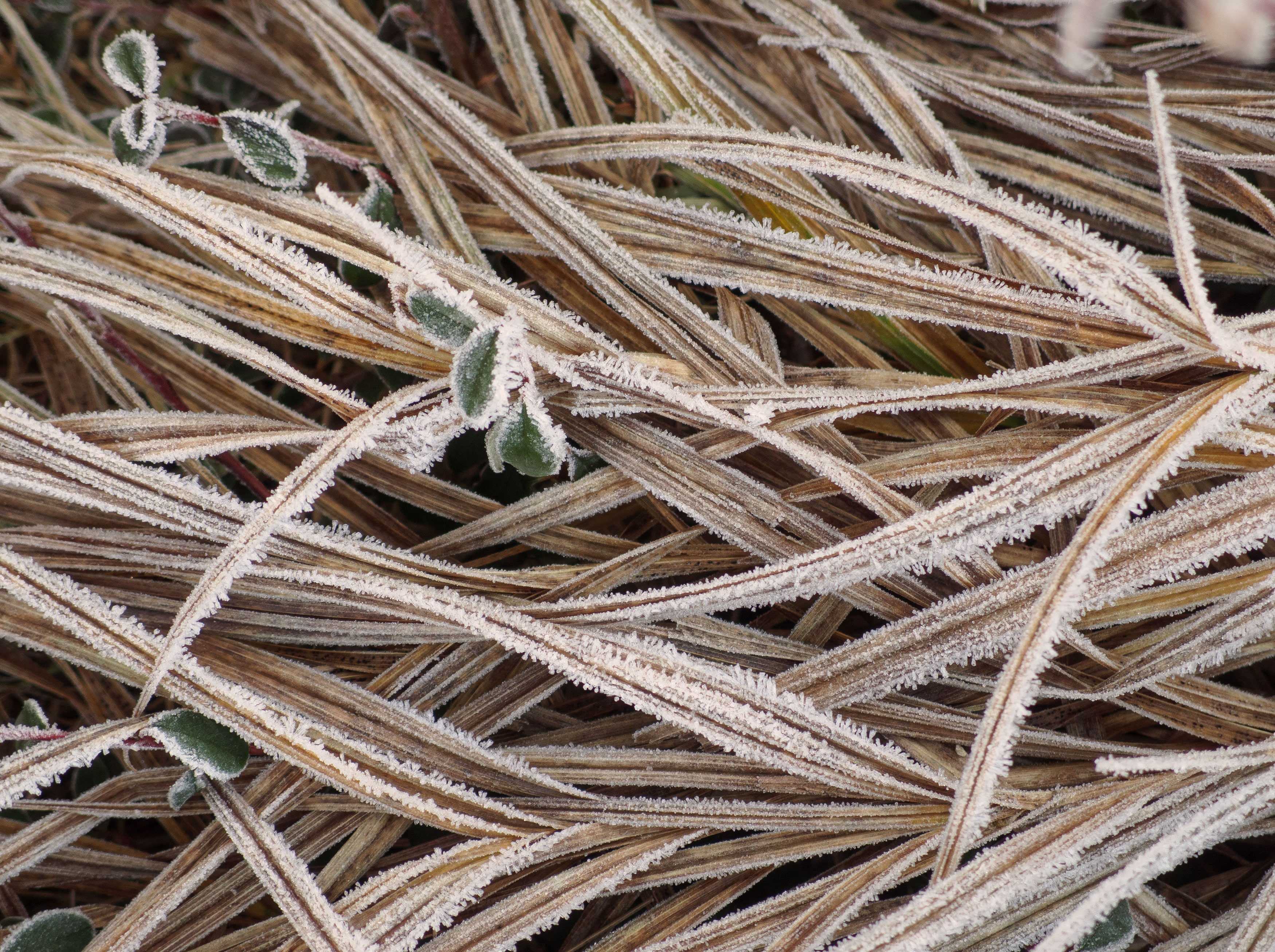 Frozen Grass - Free Stock Images by LIBRESHOT