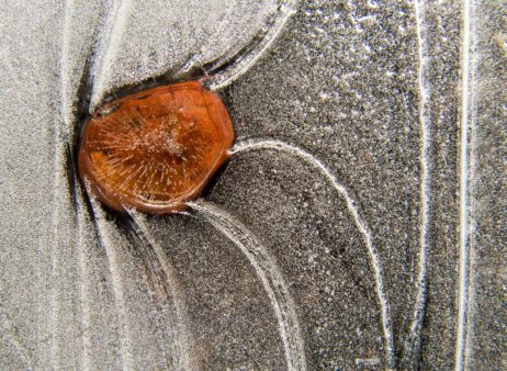 Stone Frozen In Ice Stone Frozen In Ice